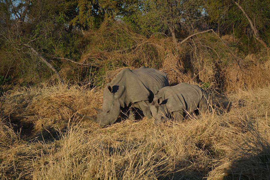 Rhinos Willis saw on day 2 of the safari portion of the trip. 