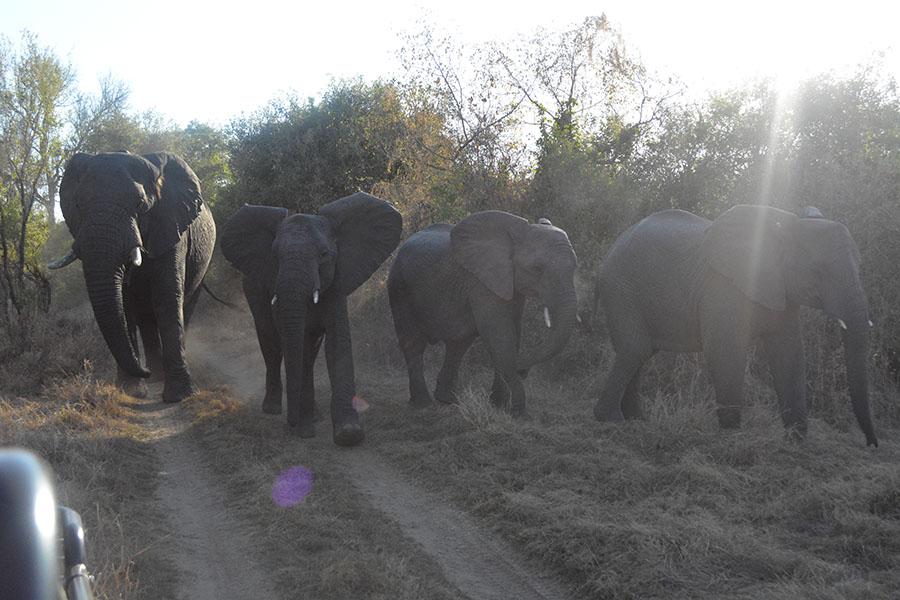 Heard of elephants walking towards the vehicle on day 3 of the safari portion of SA.