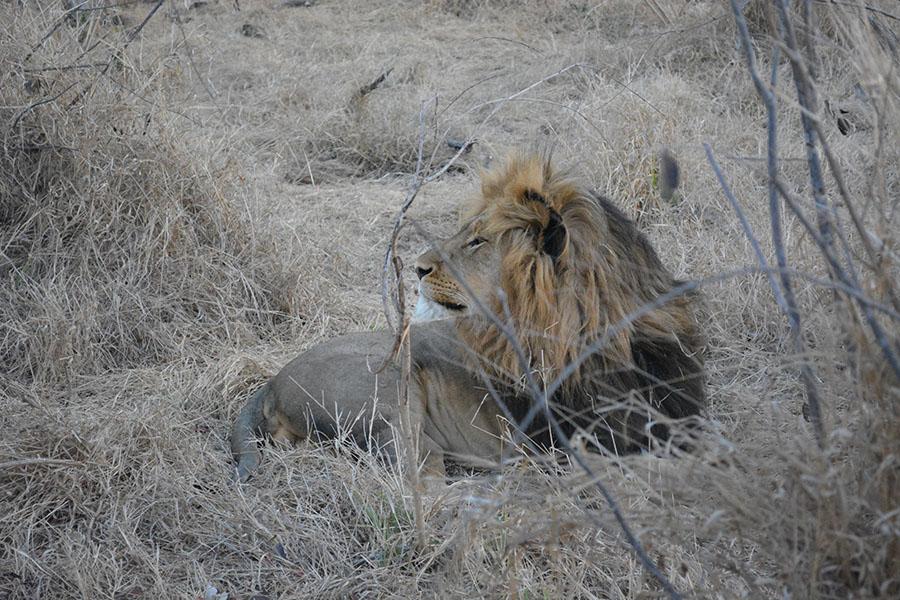 Male lion just waking up from taking a nap.