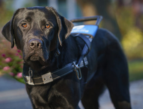 A black dog with a black and blue harness on