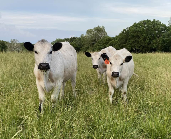 three white cows with black ears, black noses, and a few black spots on their legs.
