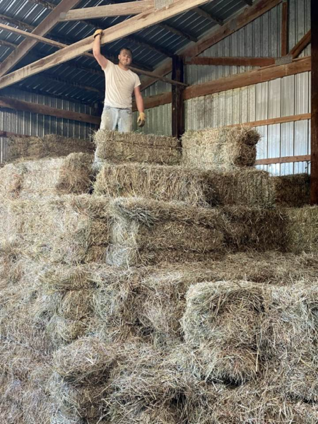 Mr. Davidson standing on top of a tall pile of hay bales.